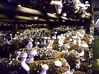 三崎八百辰・朝採り野菜のパワー・しいたけの嘉山さん